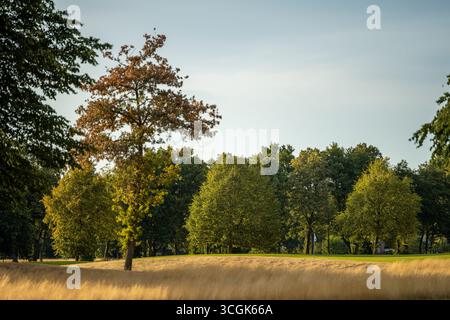 Un paysage pittoresque de parcours de golf avec des arbres et un vert entouré d'herbe jaune sèche, symbolisant l'impact de la sécheresse et du changement climatique sur la nature A. Banque D'Images
