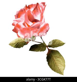 Fleur de rose avec des feuilles. Icône de rose rouge aquarelle sur fond blanc Banque D'Images