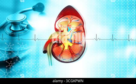Anatomie rénale humaine sur fond médical. rein avec stéthoscope. illustration 3d. Banque D'Images