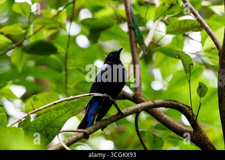 Un oiseau noir asiatique, Fairy-Bluebird asiatique (Irena Puella) avec des reflets bleus perché sur une branche dans une forêt verdoyante. Banque D'Images