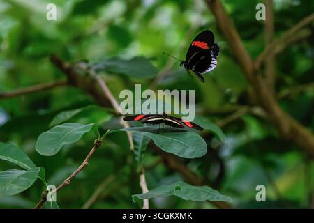 Deux postiers communs (Heliconius melpomene) papillons sur des feuilles vertes dans un cadre naturel. Banque D'Images