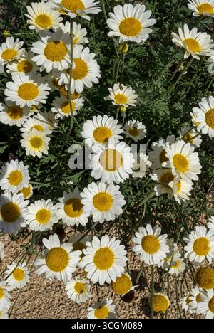 Gros plan de jaune anthemis tinctoria marguerites fleurs de marguerite floraison poussant à la frontière en été Angleterre Royaume-Uni GB Grande-Bretagne Banque D'Images