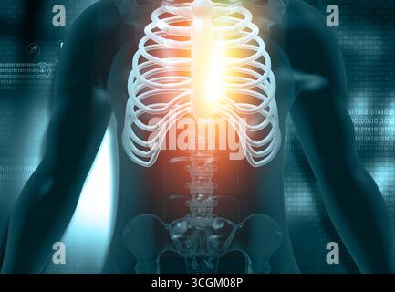 Anatomie masculine, squelette sur fond scientifique bleu. illustration 3d. Banque D'Images