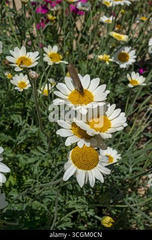 Gros plan de jaune anthemis tinctoria marguerites fleurs de marguerite floraison poussant à la frontière en été Angleterre Royaume-Uni GB Grande-Bretagne Banque D'Images