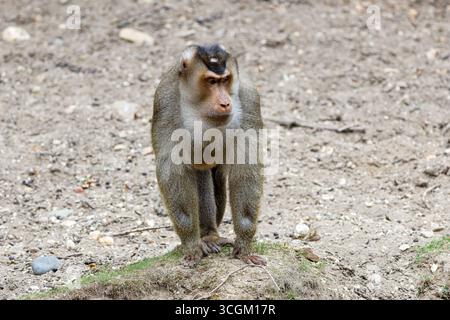 Un macaque à queue de cochon du Sud (Macaca Nemestrina) debout sur un terrain rocheux, regardant en alerte. Banque D'Images