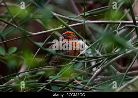 Un petit mannequin maison orange et brun (Haemorhous mexicanus oiseau perché parmi les branches vertes. Banque D'Images