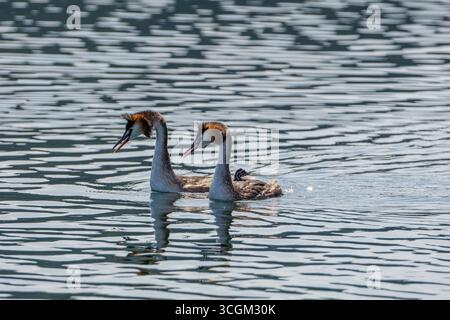 Deux grands grebes à crête (Podiceps cristatus) nageant avec un bébé poussin dans ses plumes sur un lac. Banque D'Images