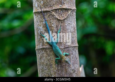 Vert Anolis marmoratus (anole léopard) grimpant sur un tronc d'arbre dans un cadre forestier. Banque D'Images