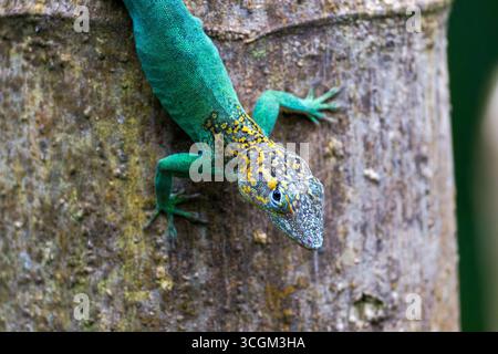 Un Anolis marmoratus (anole de léopard) vert et jaune vif s'accroche à un tronc d'arbre, mettant en valeur ses écailles colorées et sa posture agile dans un se naturel Banque D'Images