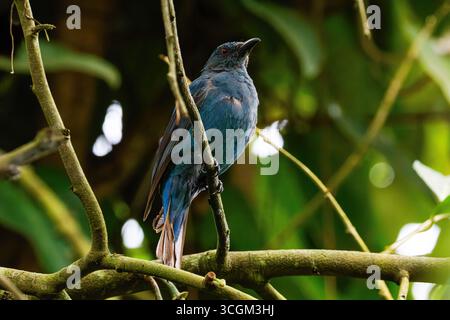 Un oiseau bleu asiatique, Fairy-Bluebird asiatique (Irena Puella) avec les yeux rouges perché sur une branche dans une forêt luxuriante. Banque D'Images