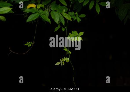 Feuilles grimpantes vertes minuscules sur fond sombre Banque D'Images