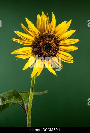 Gros plan d'un tournesol unique et éclatant Banque D'Images