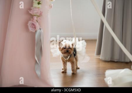 Yorkshire Terrier en Tulle blanc Robe en laisse au mariage Banque D'Images