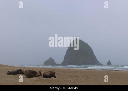 plage brumeuse avec bois flotté sur sable Banque D'Images