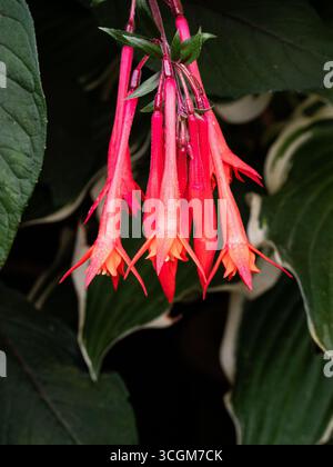 Un groupe de fleurs suspendues rouge profond de Fuchsia 'Thalia'. Banque D'Images