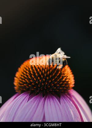 Gros plan de la cueillette d'abeilles nectar de fleur de cône en été. Banque D'Images