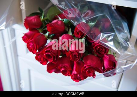 Bouquet de roses rouges fraîches enveloppé dans un manchon en plastique transparent Banque D'Images