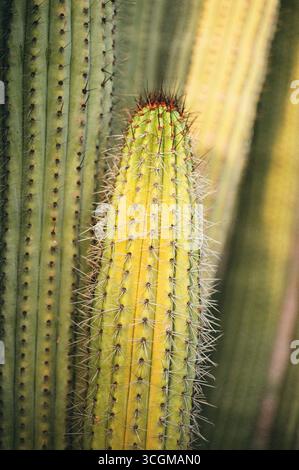 Vue détaillée d'un cactus prospère sous le soleil doré. Banque D'Images