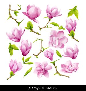Ensemble de bourgeons de magnolia isolés, feuilles, branches sur fond blanc. Illustration aquarelle, dessinée à la main dans un style botanique. Banque D'Images