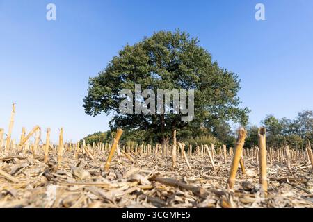 un chêne haut solitaire avec feuillage vert dans un champ après la récolte du maïs, un vieux chêne contre le ciel bleu dans un champ avec chaume de maïs à l'automne Banque D'Images