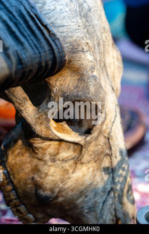 Un crâne de taureau à vendre au marché de rue en Thaïlande. Gros plan Banque D'Images