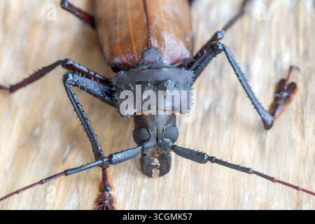 Le longicorne fidjien géant de l'île de Koh Phangan, Thaïlande. Close up, macro. Fidjien géant longicorne asiatique, Xixuthrus heros est l'une des plus grandes li Banque D'Images