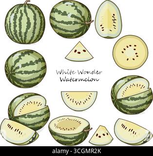 Ensemble de pastèques White Wonder ou crème de pastèques Saskatchewan. Citrullus lanatus. Fruits et légumes. Clipart. Illustration vectorielle isolée. Illustration de Vecteur