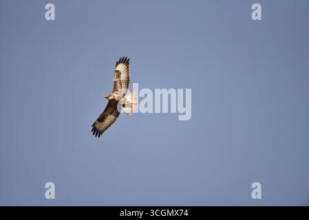 Buzzard commun (Buteo buteo) volant de droite à gauche, à gauche de l'image, dessous éclairé par le soleil bas, avec ailes écartées et yeux visibles, prise au centre du pays de Galles, Royaume-Uni Banque D'Images