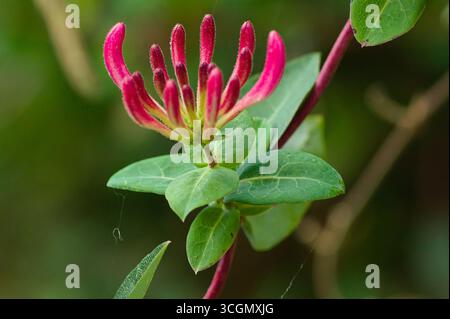 Fleur de chèvrefeuille fleurissant dans un jardin avec un fond naturel doux et concentré Banque D'Images
