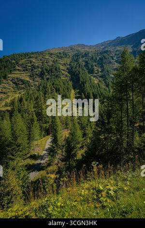 Pente de montagne alpine couverte d'une forêt verte dense et de prairies dispersées s'élevant sous un ciel bleu profond clair dans la vue d'été des Alpes italiennes Banque D'Images