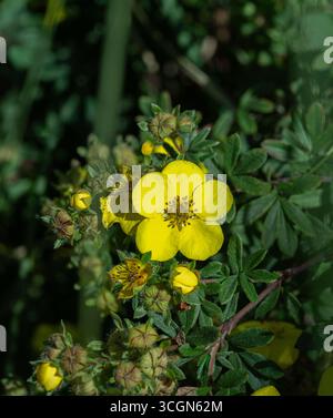 Gros plan d'une Dasiphora fruticosa jaune doré. Dasiphora fruticosa (L.) Rydb. Banque D'Images
