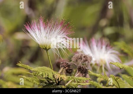 La fleur singulière de l'arbre poudré sur fond défocalisé, capturée dans un jardin dans les montagnes andines orientales du centre de la Colombie, Banque D'Images
