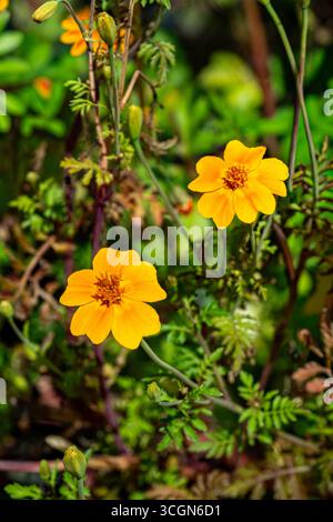 Gros plan d'une Dasiphora fruticosa jaune doré. Dasiphora fruticosa (L.) Rydb. Banque D'Images