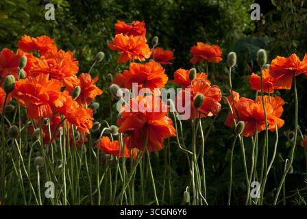 Les coquelicots oranges vibrants fleurissent dans un jardin verdoyant, profitant du soleil par une chaude journée d'été, mettant en valeur leurs pétales complexes et leurs grandes tiges. Banque D'Images
