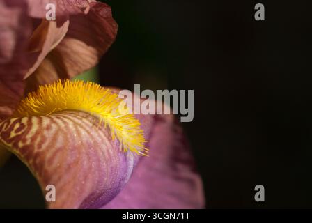 Vue détaillée d'une fleur d'iris mettant en valeur ses caractéristiques jaunes et violettes uniques sous un éclairage doux sur un fond sombre. Banque D'Images