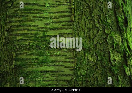 Comparaison détaillée des surfaces d'écorce d'arbre Banque D'Images