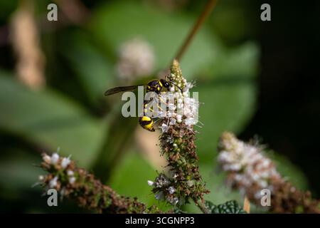 Guêpe potier ou guêpe maçon (Eumeninae) sur des fleurs de menthe. Banque D'Images