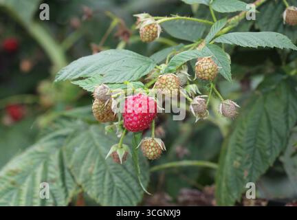 Gros plan sur les framboises fructifiantes d'automne. ROYAUME-UNI. Banque D'Images