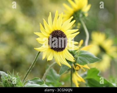 Gros plan sur le tournesol « Lemon Queen » Banque D'Images