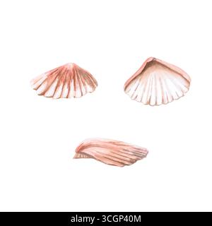 Ensemble de trois coques de types différents. Illustration aquarelle isolée d'une coquille pour décorer les restaurants de fruits de mer, les fêtes à thème, l'impression sur pos Banque D'Images