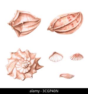 Ensemble de coquillages de mer différents. Illustration aquarelle isolée de coquillages pour la décoration de restaurants de mer, vacances à thème, impression sur affiches, tissu Banque D'Images