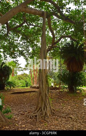 Racines aériennes de Ficus Macrophylla qui tombent au sol formant des troncs supplémentaires, alias Moreton Bay Fig ou Australian Banyan. Arbre Banyan avec vaste canopée Banque D'Images