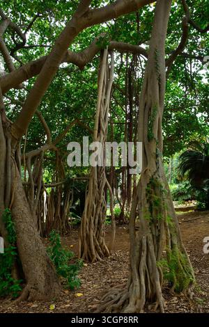 Ficus Macrophylla, alias Moreton Bay Fig ou Australian Banyan. Un arbre banyan avec une vaste canopée et des racines aériennes descendant au sol formant des troncs supplémentaires Banque D'Images