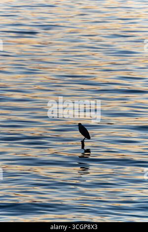 Un oiseau solitaire se tient sur un poteau dans le lac Tangxun, ville de Wuhan, Chine, avec une eau calme reflétant le ciel. Banque D'Images