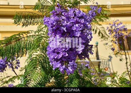 Un arbre Jacaranda animé, Jacaranda Mimosifolia, en pleine floraison dans le centre historique de Palerme, Sicile, Italie, à la fin du printemps Banque D'Images