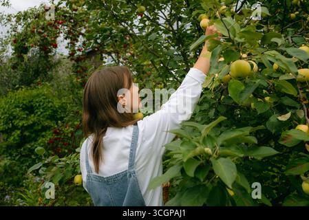 Jeune agricultrice cueillant de délicieuses pommes dorées mûres d'un arbre dans son verger, savourant les récompenses de son travail acharné entouré d'une verdure vibrante et de la beauté de la nature Banque D'Images