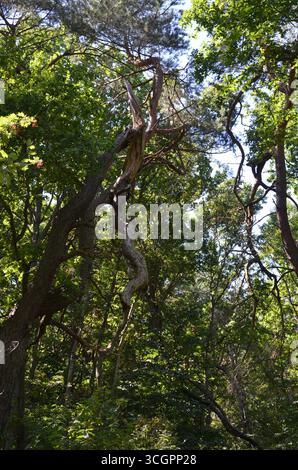 Une route pittoresque menant à travers une forêt dense avec de grands arbres des deux côtés. Paysage naturel paisible symbolisant voyage, aventure, tranquillité. Banque D'Images