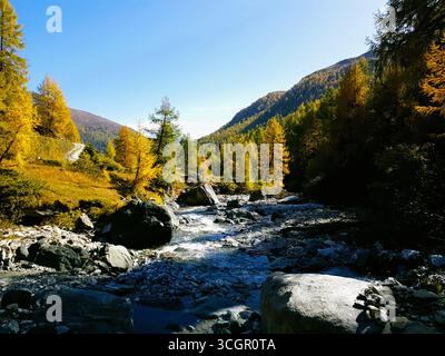 Paysage d'automne avec des mélèzes jaunes dorés par un ruisseau qui coule dans les montagnes suisses sur une chaude et belle journée d'automne, Suisse Banque D'Images