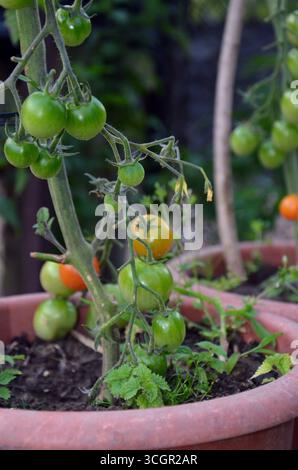 Petites tomates vertes et concombres poussant sur la vigne Banque D'Images