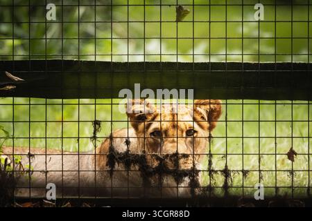 Cub derrière une clôture dans une réserve animale Banque D'Images